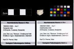 Foto (Objekt + Etikett) von Galatheoidea indet.  (NHMW-GEO-1990-0041-2969)